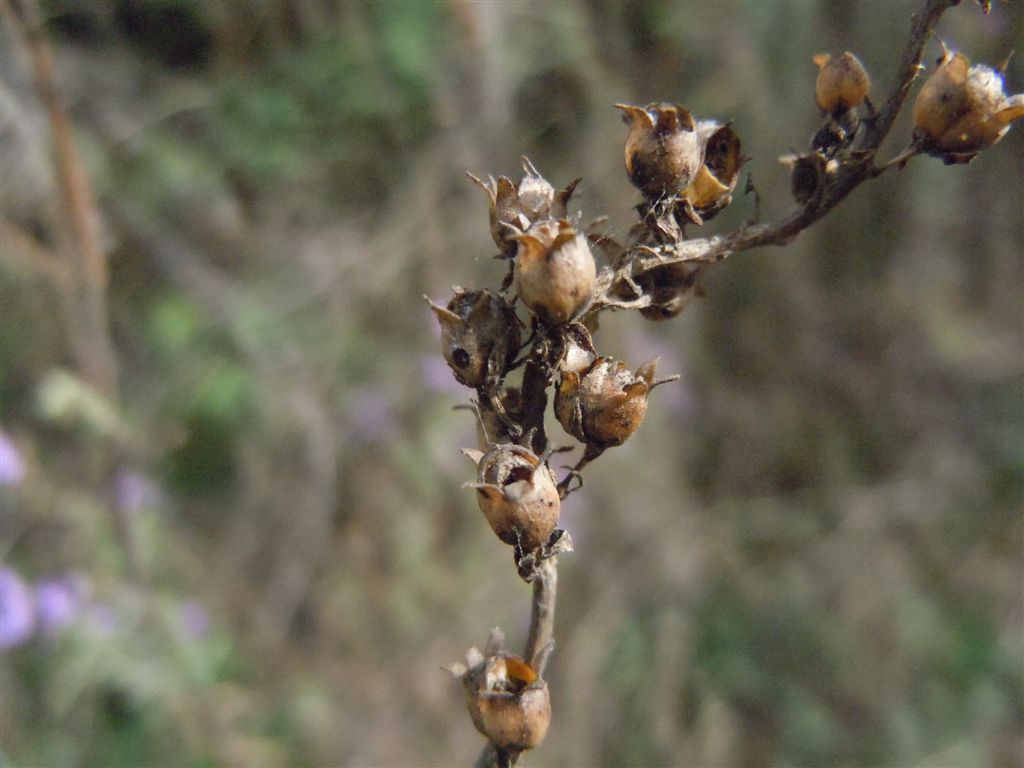 Linaria purpurea / Linajola purpurea